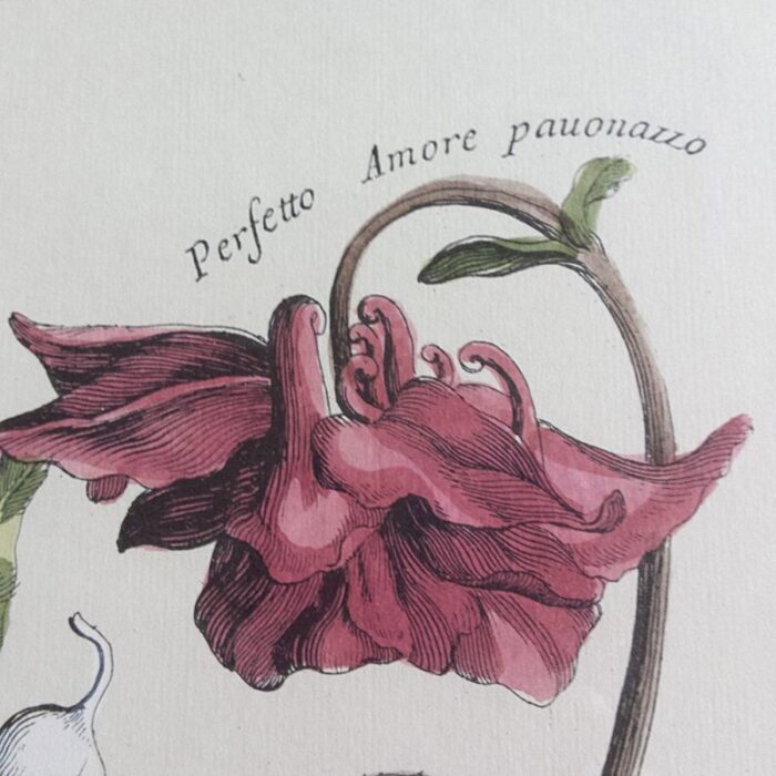 antique italian botanical lithograph 2