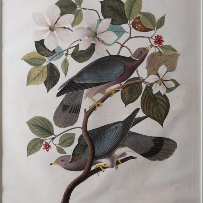 audubon band tailed pigeon plate 367 0292