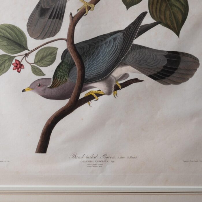 audubon band tailed pigeon plate 367 7290