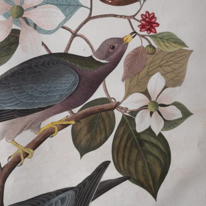 audubon band tailed pigeon plate 367 7521