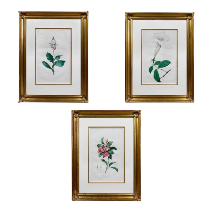 framed botanicals of flowers by hendrik schwegman set of 3 4129