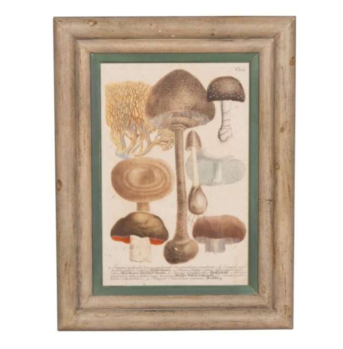 hand colored engravings of mushrooms set of 4 3030