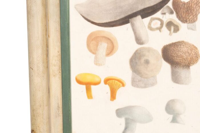 hand colored engravings of mushrooms set of 4 5089