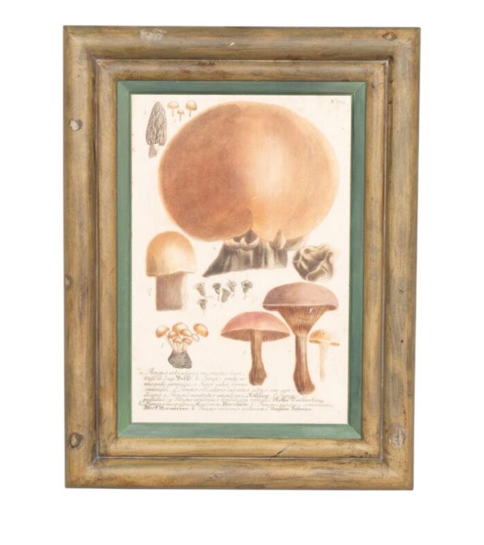 hand colored engravings of mushrooms set of 4 5258