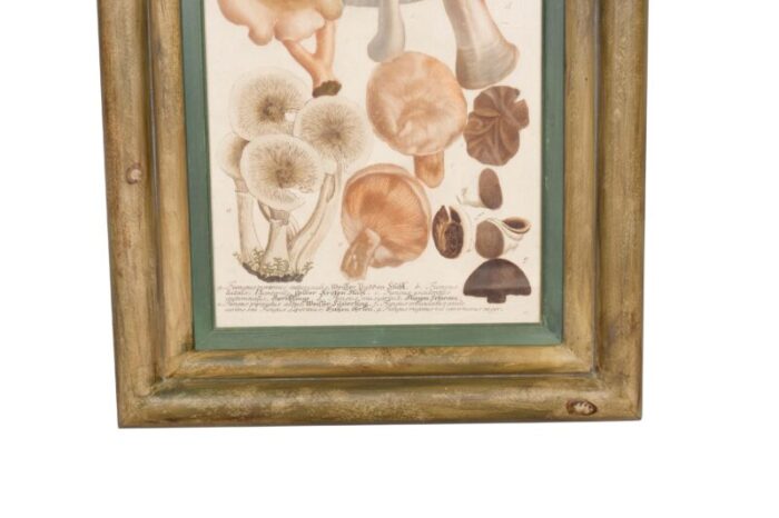 hand colored engravings of mushrooms set of 4 5763