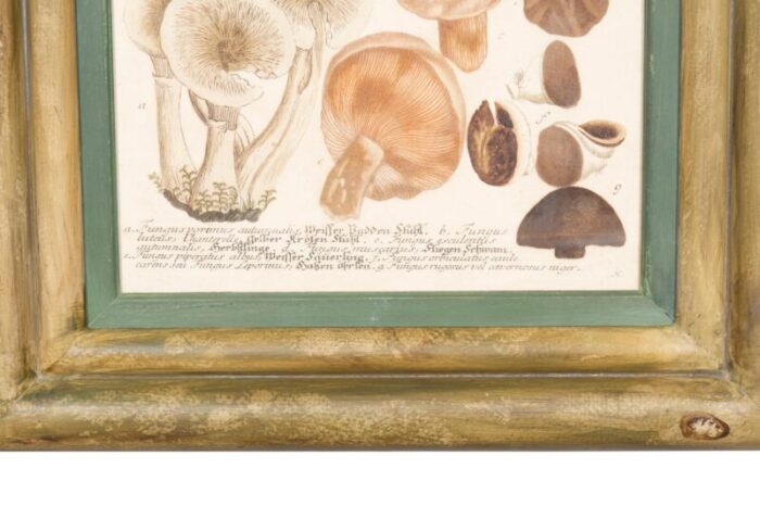 hand colored engravings of mushrooms set of 4 6860