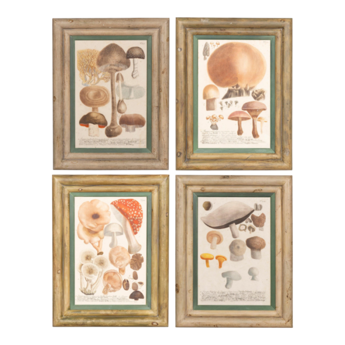 hand colored engravings of mushrooms set of 4 7893