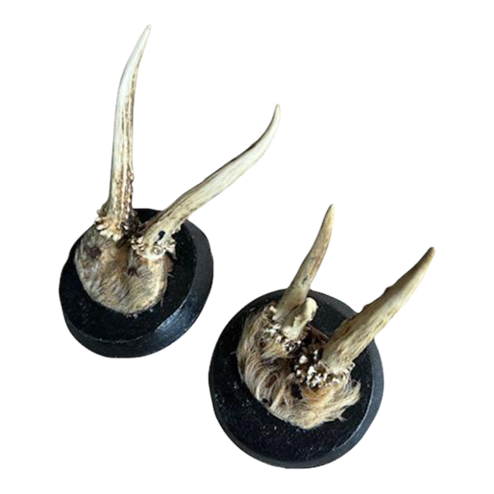 pair of late 19th century mini roe deer trophies with fur antlers taxidermy 5684