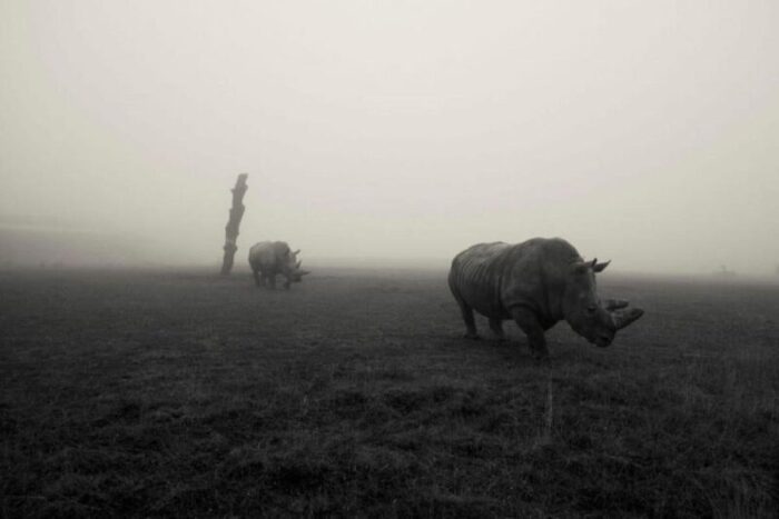 rhinos in the mist 2014 print 2189