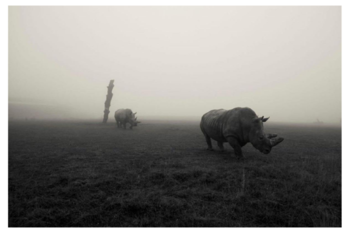 rhinos in the mist 2014 print 4442