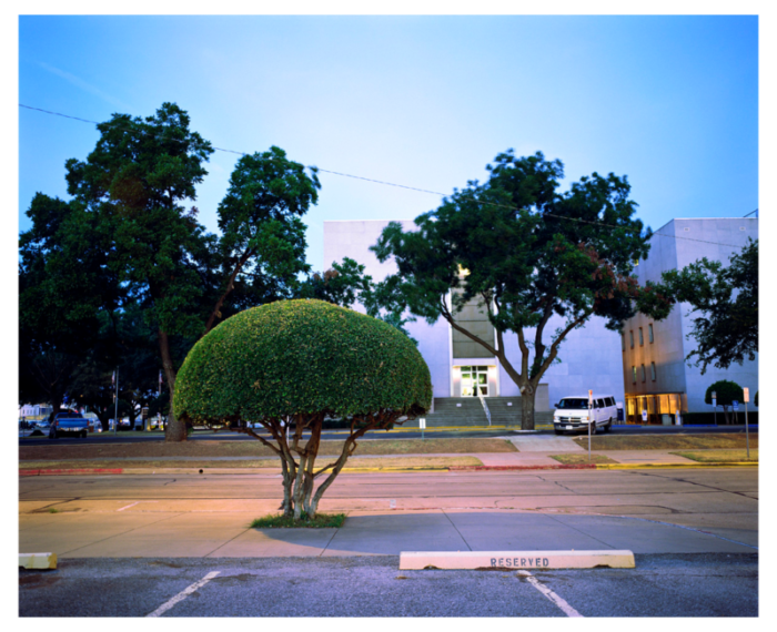 samuel hicks tree 2000s chromogenic print 0583