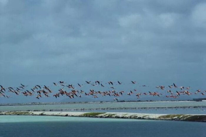 slim aarons flamingos in flight estate stamped photographic print 1979 2020s 4463