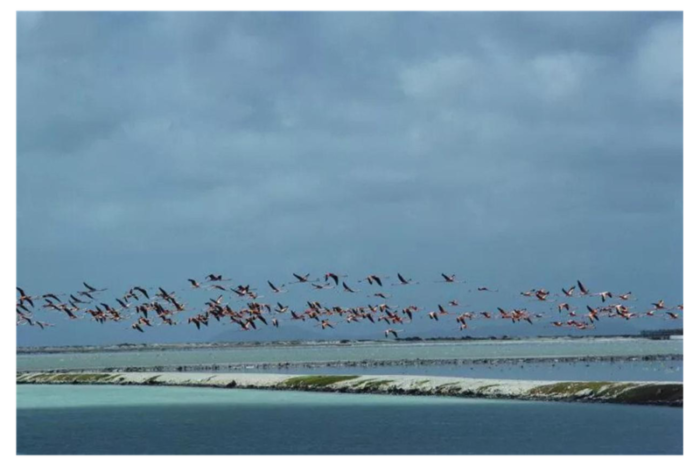 slim aarons flamingos in flight estate stamped photographic print 1979 2020s 8853